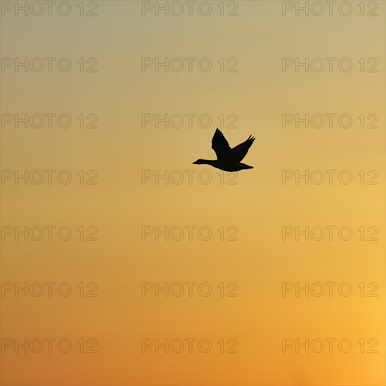 Silhouette of a flying goose in the evening sky