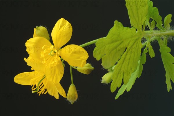 Medicinal plant greater celandine