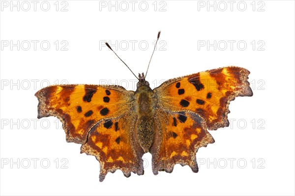 Comma