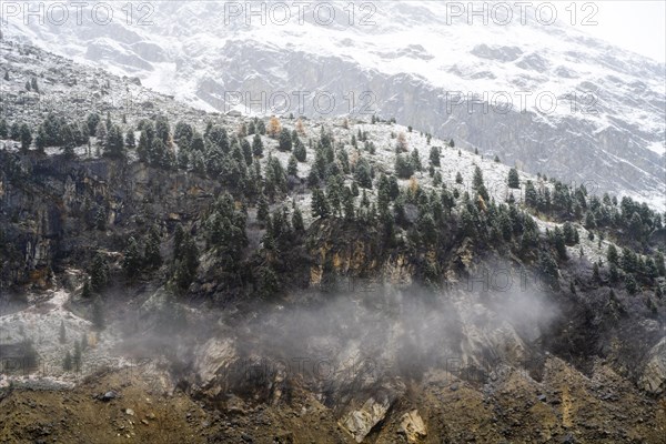 Autumn larch forest in Val Morteratsch