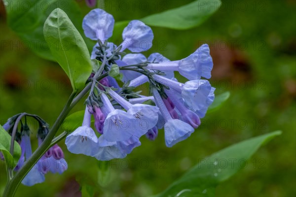 Virginian bluebell