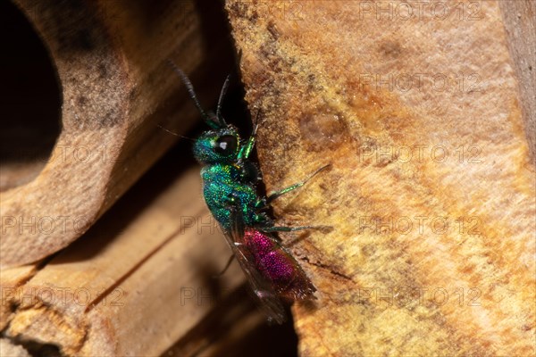 Common golden wasp sitting on wood looking up