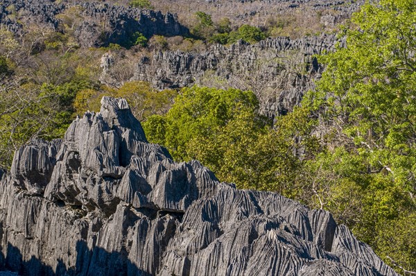 Tsingy plateau in the Ankarana Special Reserve