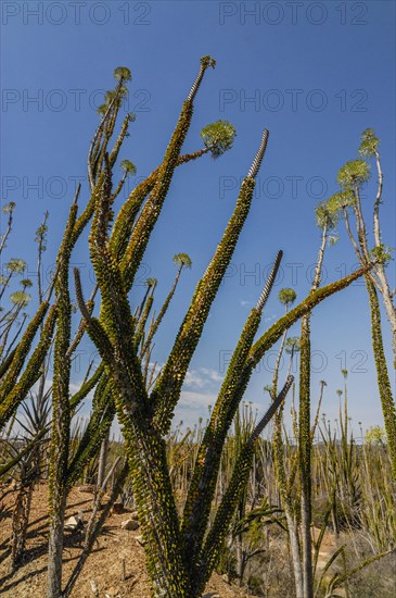 Spiny forest in the Berenty private reserve