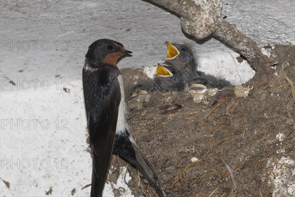 Barn swallow