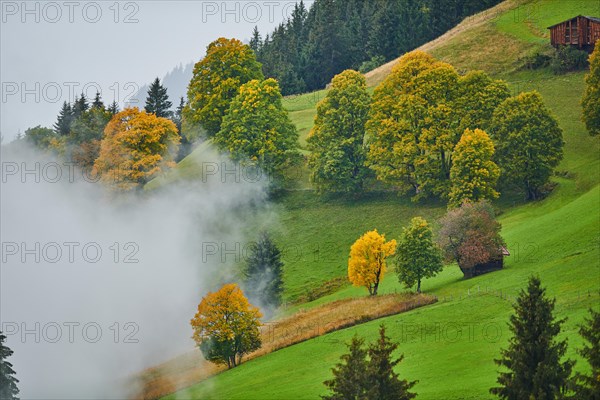 Norway maple