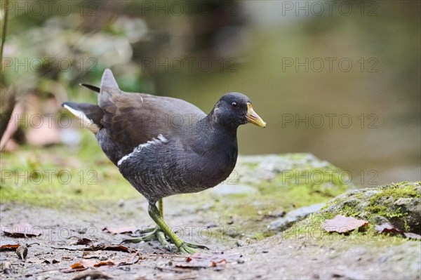 Common moorhen