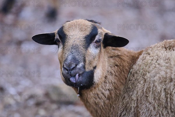 Portrait of a Female Cameroon sheep