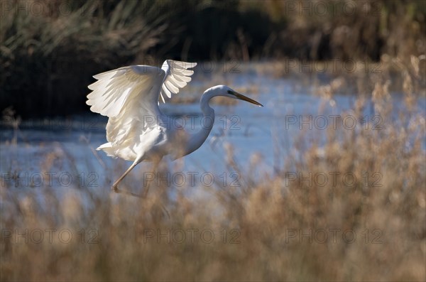 Great egret