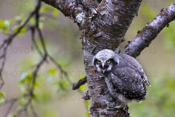 Northern hawk owl