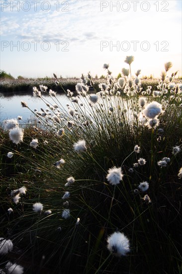 Hare's-tail cottongrass