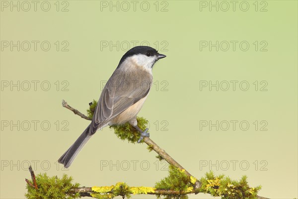 Marsh tit