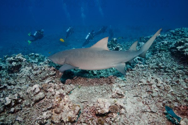 Lemon shark