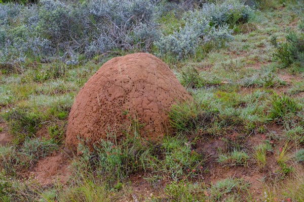 Termite mound