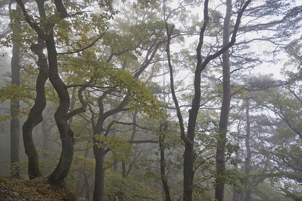 Gnarled oak trees