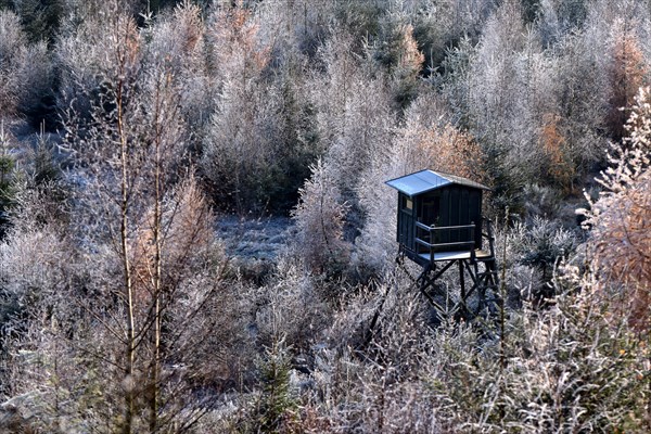 Ripened mixed forest with larches and beeches and a raised hide in the Hunsrueck-Hochwald National Park in winter