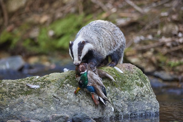 European badger