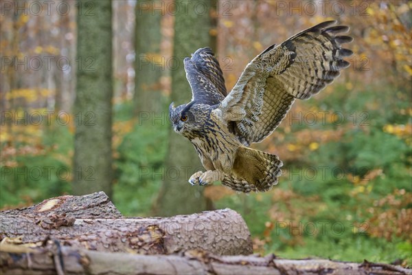 Eurasian eagle-owl