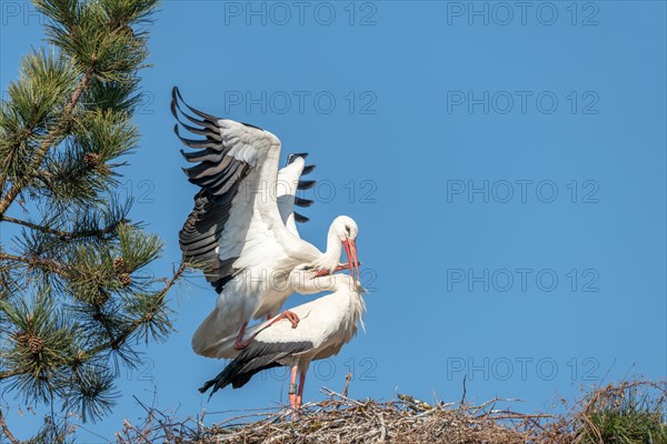 Pair of white stork