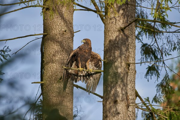 Golden eagle