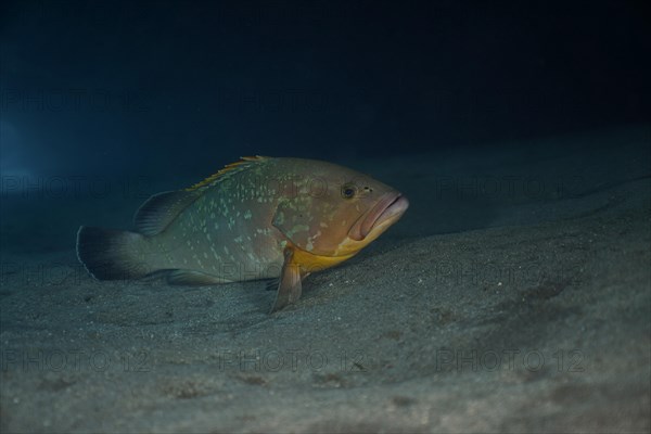 Dusky grouper