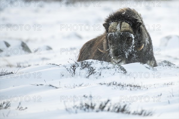 Musk ox