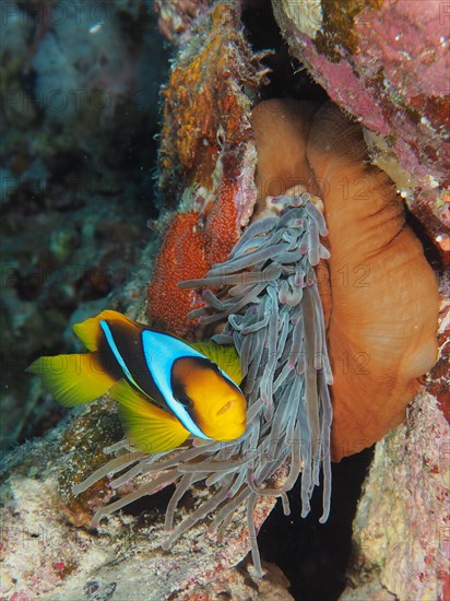 A red sea clownfish