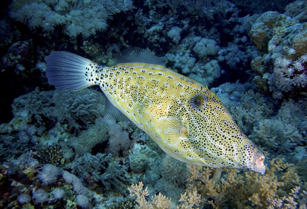 Scrawled filefish