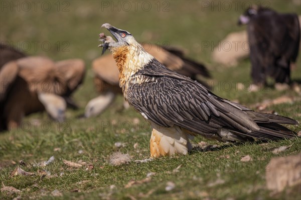 Bearded vulture