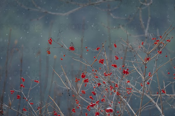 Common guelder rose