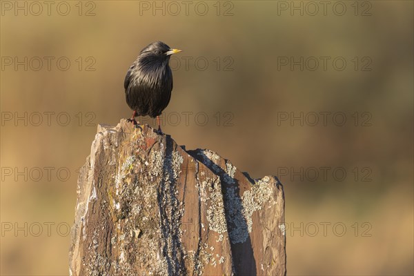 Spotless starling