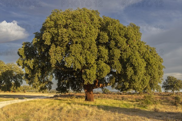 Cork oaks