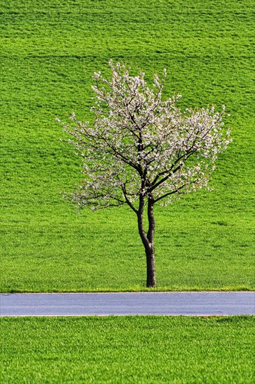 Single flowering cherry tree