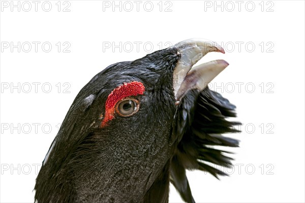 Western capercaillie