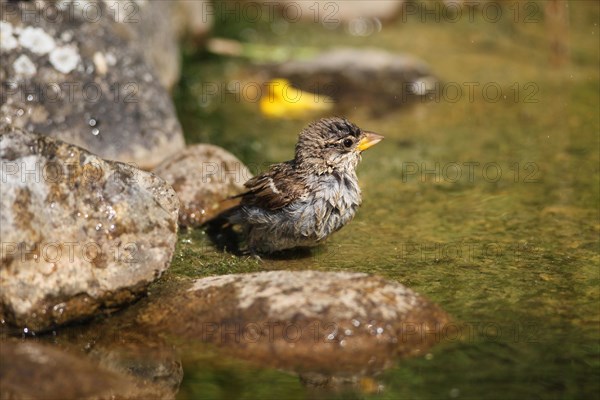 House sparrow