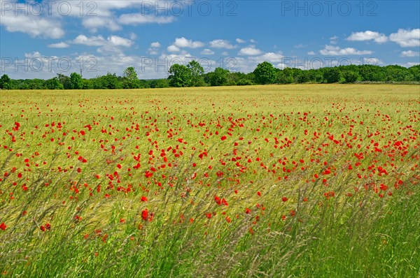 Fields covered with poppies