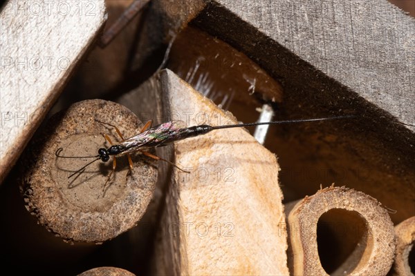 Red-legged wood wasp hanging from insect hotel seen left