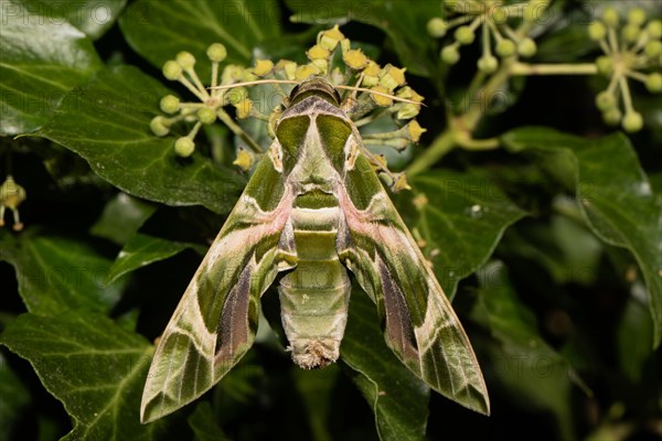 Oleander moth Moth with closed wings hanging on green ivy fruits from behind