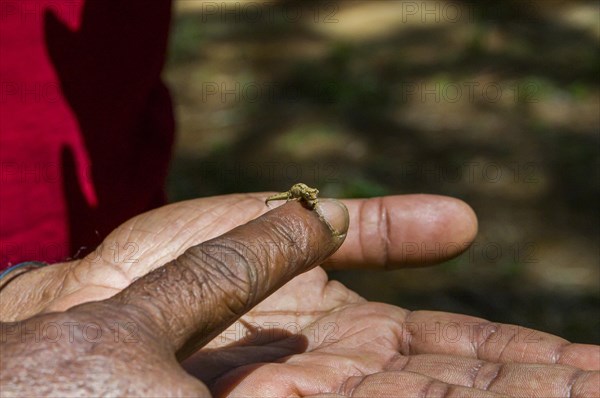 Dwarf or Minute Leaf chameleon