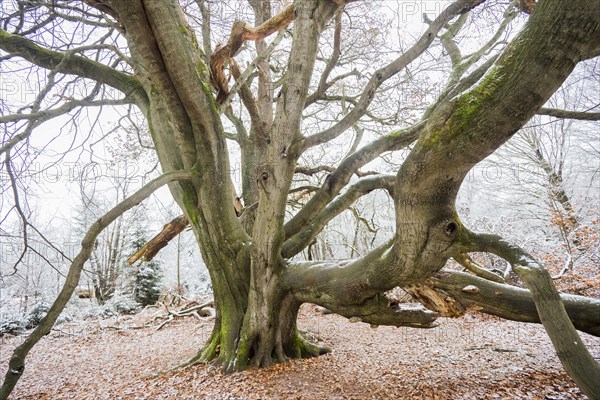 Grown-up common beech