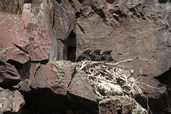 Common raven