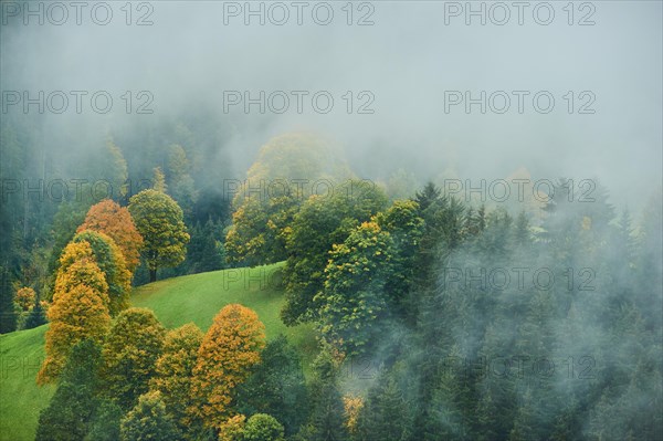 Norway maple