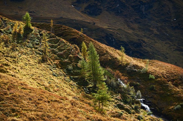 European larch