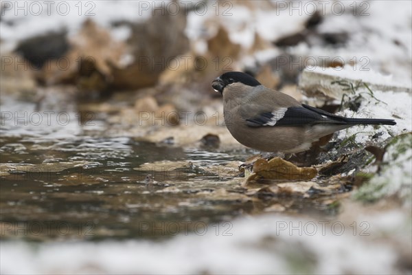 Eurasian bullfinch