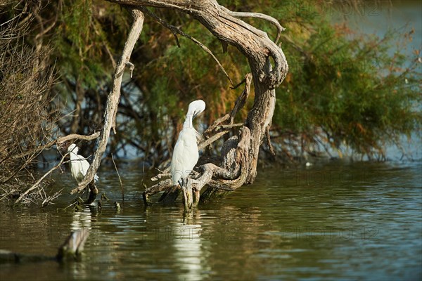 Cattle egret