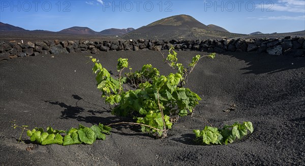 Winegrowing area in La Geria