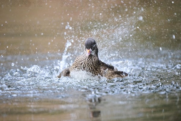 Mandarin duck