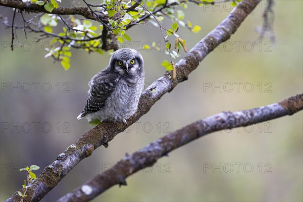 Northern hawk owl