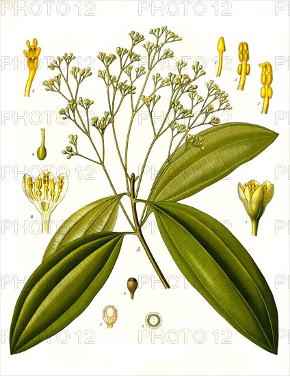 Medicinal plant