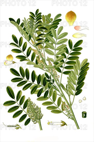 Medicinal plant